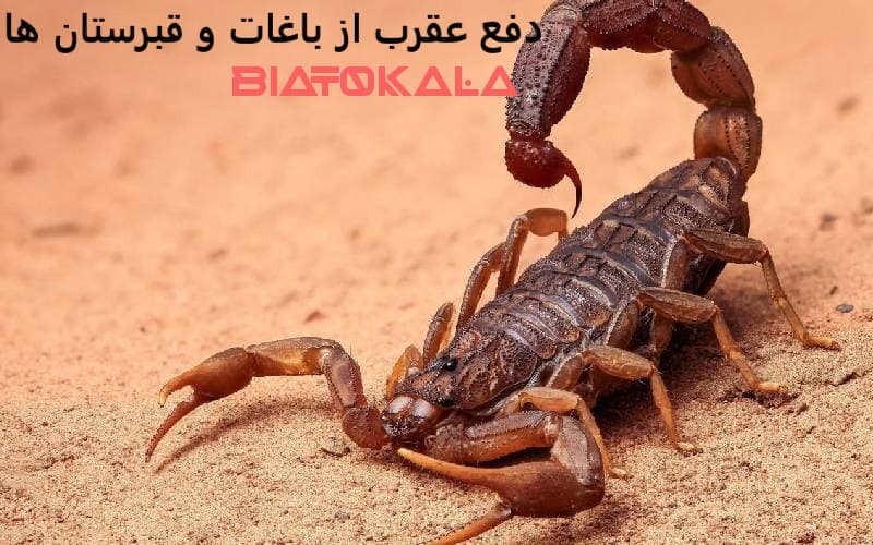 دفع عقرب از باغات و قبرستان ها
